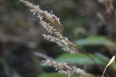 Spodiopogon rhizophorus